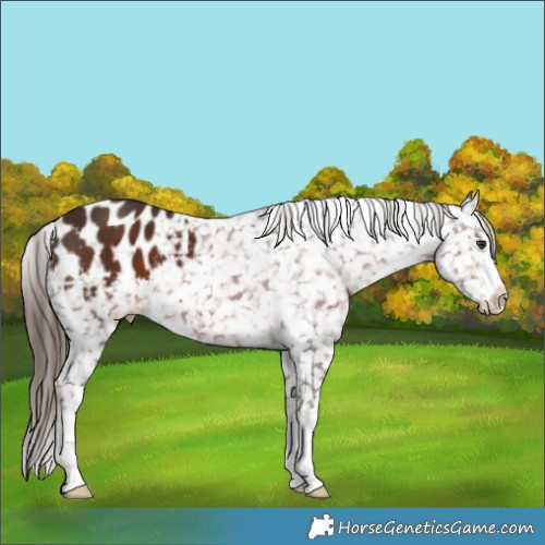 Horse Color:Liver Chestnut Appaloosa 