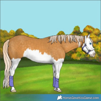 Horse Color:White Spotted Palomino Splash 