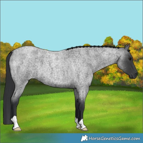 Horse Color:Blue Roan 