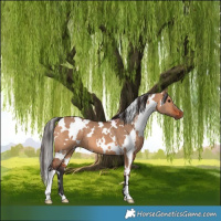 Horse Color:White Spotted Bay Dun