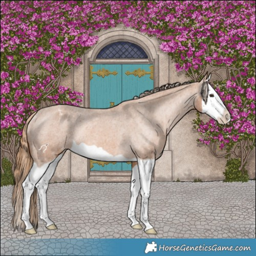 Horse Color:Chestnut Splash Appaloosa Rabicano 