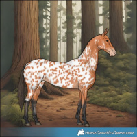 Horse Color:Bay Appaloosa 