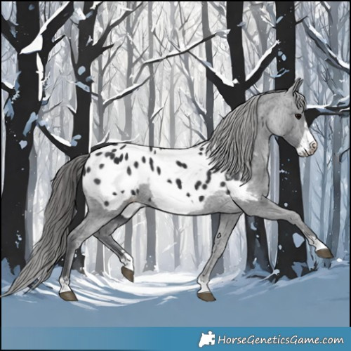 Horse Color:Black Frame Appaloosa 