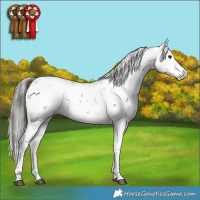 Horse Color:Liver Chestnut Mushroom Sabino 