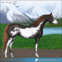 Horse Color:White Spotted Liver Chestnut Sabino Frame 