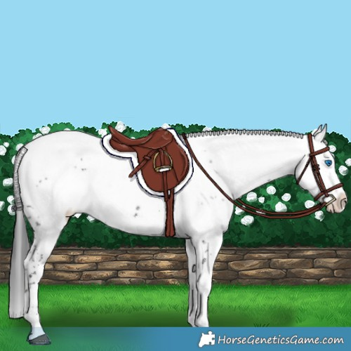 Horse Color:Black Frame 