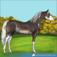 Horse Color:Liver Chestnut Mushroom Sabino 