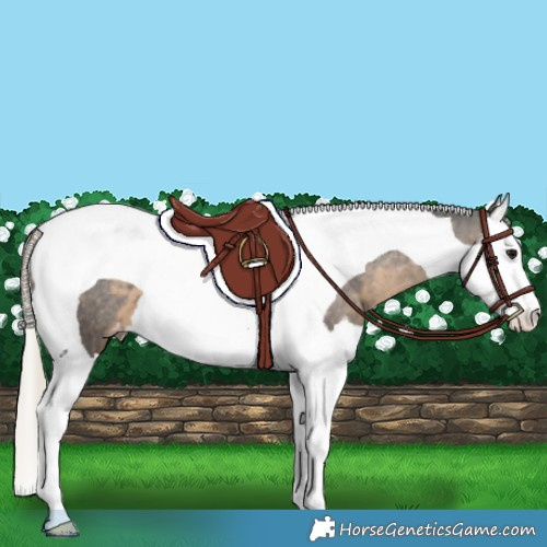 Horse Color:Silver Smoky Black Splash Tobiano Appaloosa 