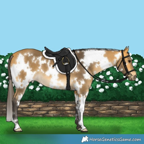 Horse Color:White Spotted Buckskin 