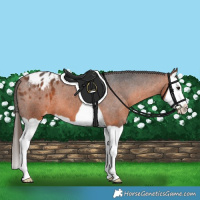 Horse Color:Bay Splash Appaloosa