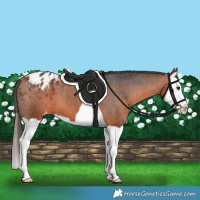 Horse Color:Bay Splash Appaloosa