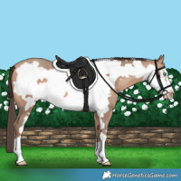 Horse Color:Amber Champagne Frame 