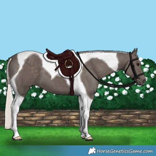 Horse Color:Silver Black Tobiano 