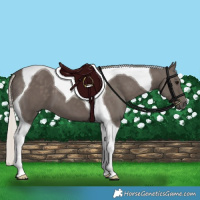 Horse Color:Silver Black Tobiano 