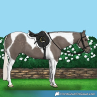 Horse Color:Silver Black Tobiano 