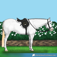 Horse Color:Buckskin Roan Dun Splash Appaloosa Rabicano 