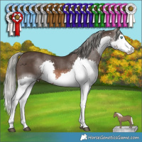 Horse Color:Liver Chestnut Mushroom Sabino Splash 