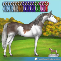 Horse Color:Liver Chestnut Mushroom Sabino Splash 
