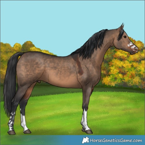 Horse Color:Bay Dun 