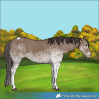 Horse Color:White Spotted Liver Red Dun Tobiano Appaloosa