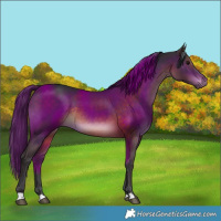 Horse Color:Brown Rabicano 