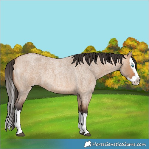 Horse Color:Bay Roan Dun Splash 