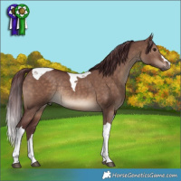 Horse Color:Chocolate Brown Dun Tobiano Rabicano 