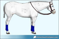 Horse Color:Liver Chestnut Frame 