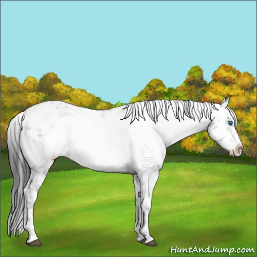 Horse Color:Black Frame 