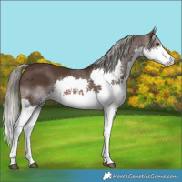 Horse Color:Liver Chestnut Mushroom Sabino Splash 