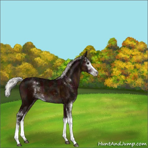 Horse Color:Midnight Silver Brown Sabino 