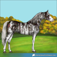 Horse Color:Midnight Silver Brown Sabino 