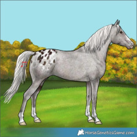 Horse Color:Midnight Silver Bay Appaloosa 