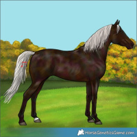 Horse Color:Midnight Silver Bay 