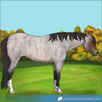 Horse Color:Brown Roan