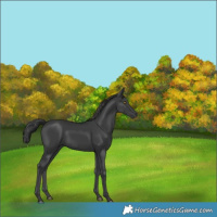 Horse Color:Black 