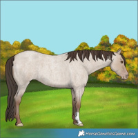 Horse Color:Classic Champagne Roan Dun 