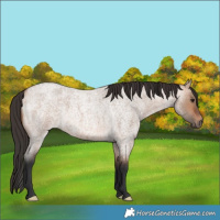 Horse Color:Bay Roan Dun 