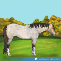 Horse Color:Buckskin Roan 