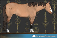 Horse Color:Bay Dun 