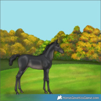 Horse Color:Black 