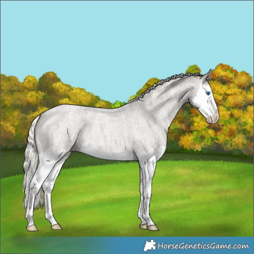 Horse Color:Silver Smoky Blue Ice Roan Splash Appaloosa 