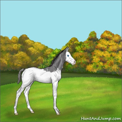 Horse Color:Smoky Blue Ice Roan Splash Appaloosa 
