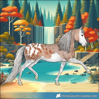 Horse Color:Silver Bay Splash Appaloosa