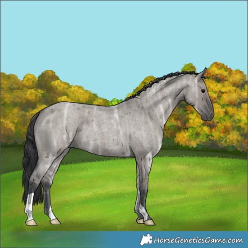 Horse Color:Grullo Ice Roan 