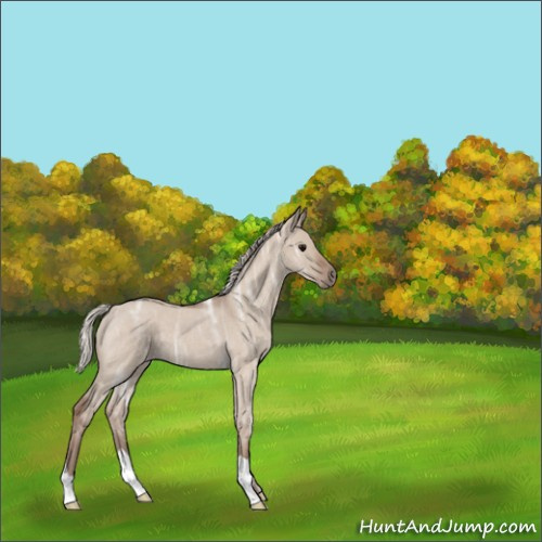 Horse Color:Silver Grullo Ice Roan 