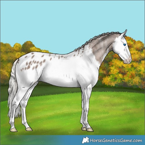 Horse Color:Silver Black Ice Splash Appaloosa 