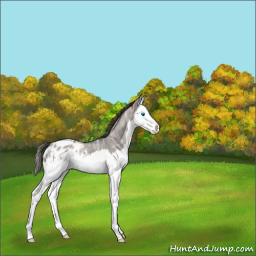 Horse Color:Grullo Ice Roan Splash Appaloosa 
