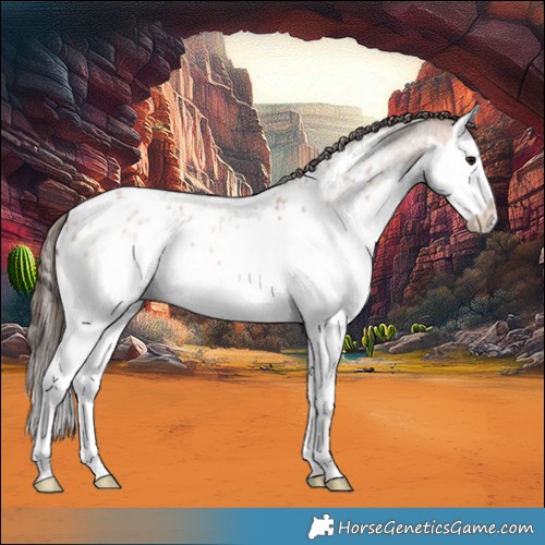 Horse Color:Bay Ice Roan Splash Appaloosa 
