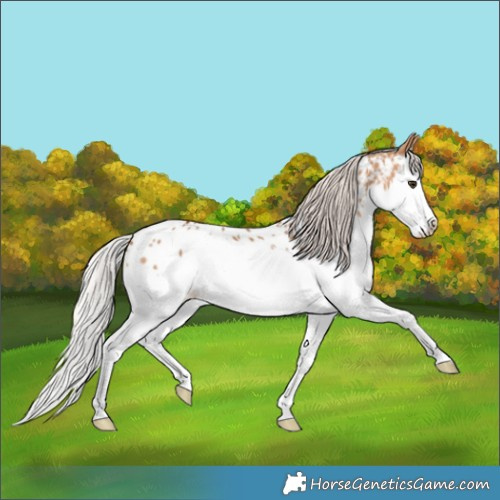 Horse Color:Silver Bay Dun Splash Appaloosa 